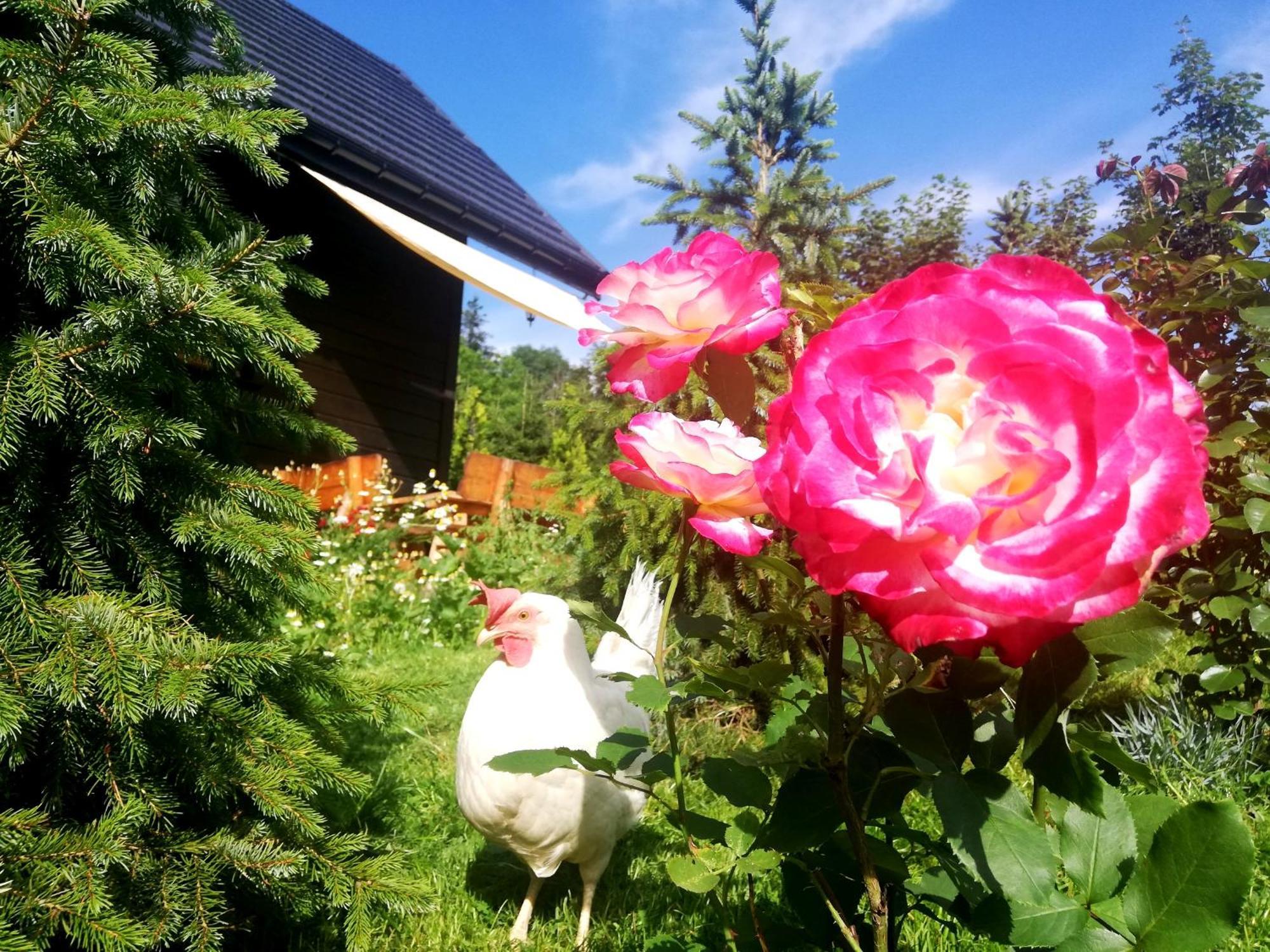 Beskidzka Ostoja Koszarawa Zimmer foto